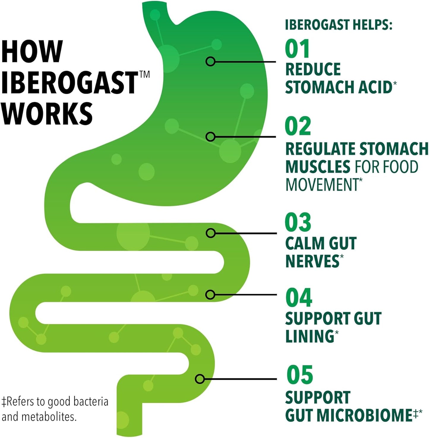 Iberogast Liquid Drops, Herbal Relief of Stomach Upsets: Occasional Indigestion, Bloating, Gas, Nausea, Upset Stomach; Gluten Free; 6-Herb Blend with Iberis Amara, Peppermint, Licorice; 50mL